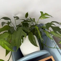 Mini-Monstera