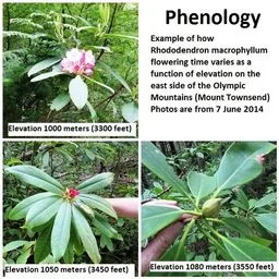 Rhododendren und Azaleen