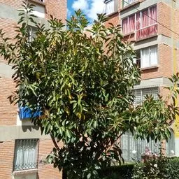 Ficus elastica