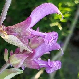 Sage