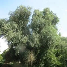 Silberweide