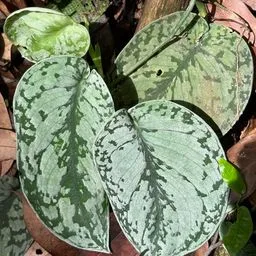Scindapsus