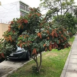Dwarf umbrella tree