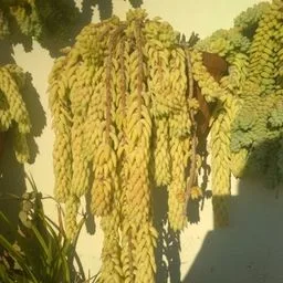 Burro's-tail