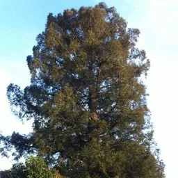 coast redwood