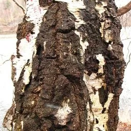 Betulla
