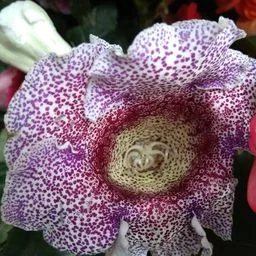 Gloire des fleuristes