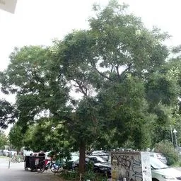 Japanese pagoda tree