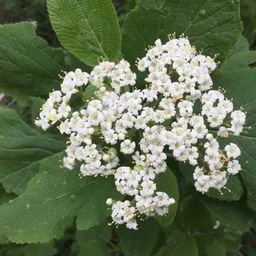Whitebeam