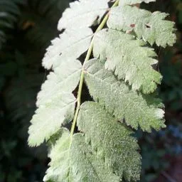 European mountain ash