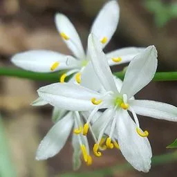 Spider plant