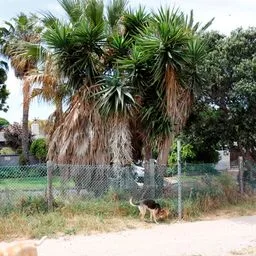 Spineless yucca