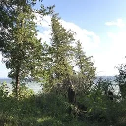 Northern whitecedar