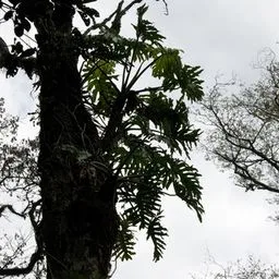 Tree philodendron