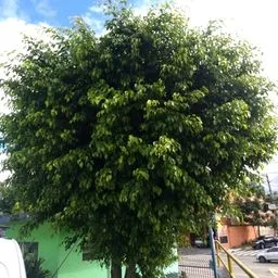 Weeping fig