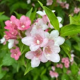 Weigela bushes