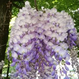 Glicinia