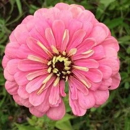 Elegant Zinnia